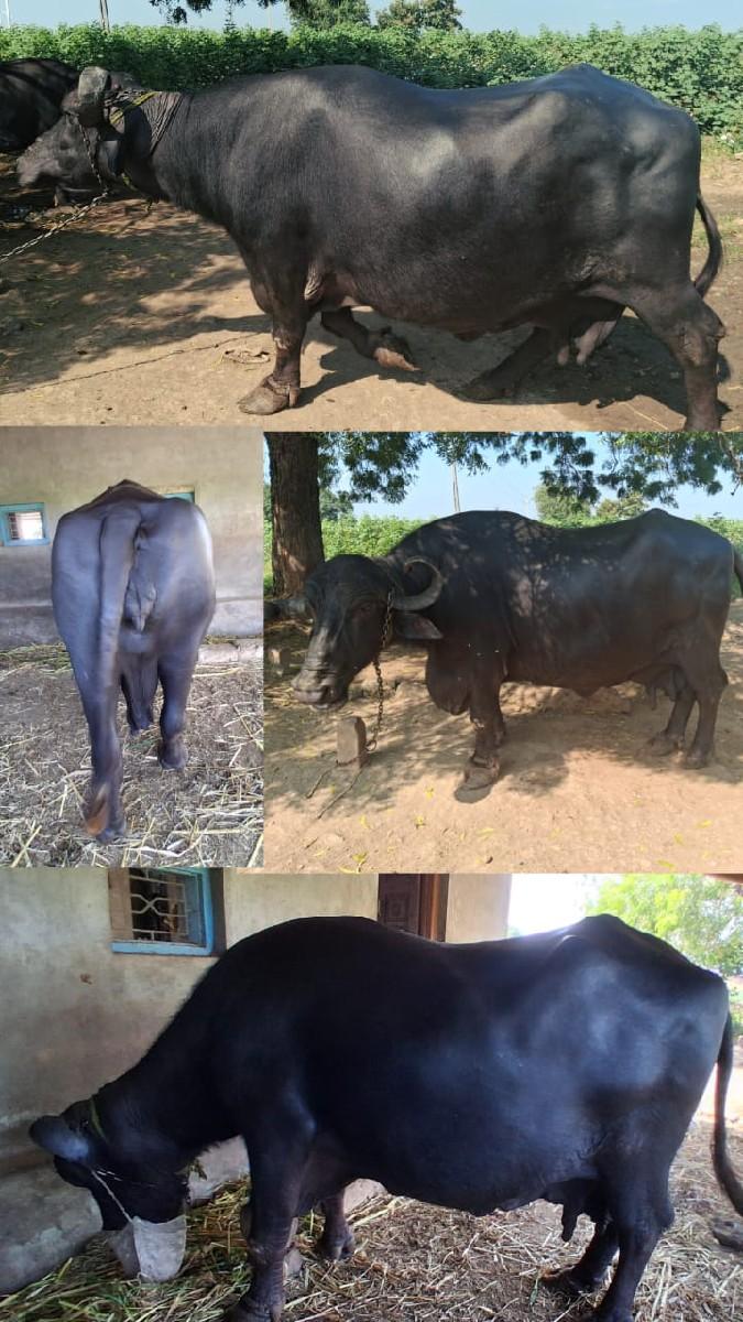 ભેંસ વેચવાની છે.