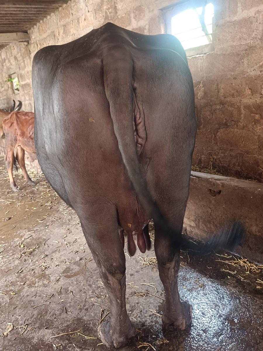 થંબનેલ 3