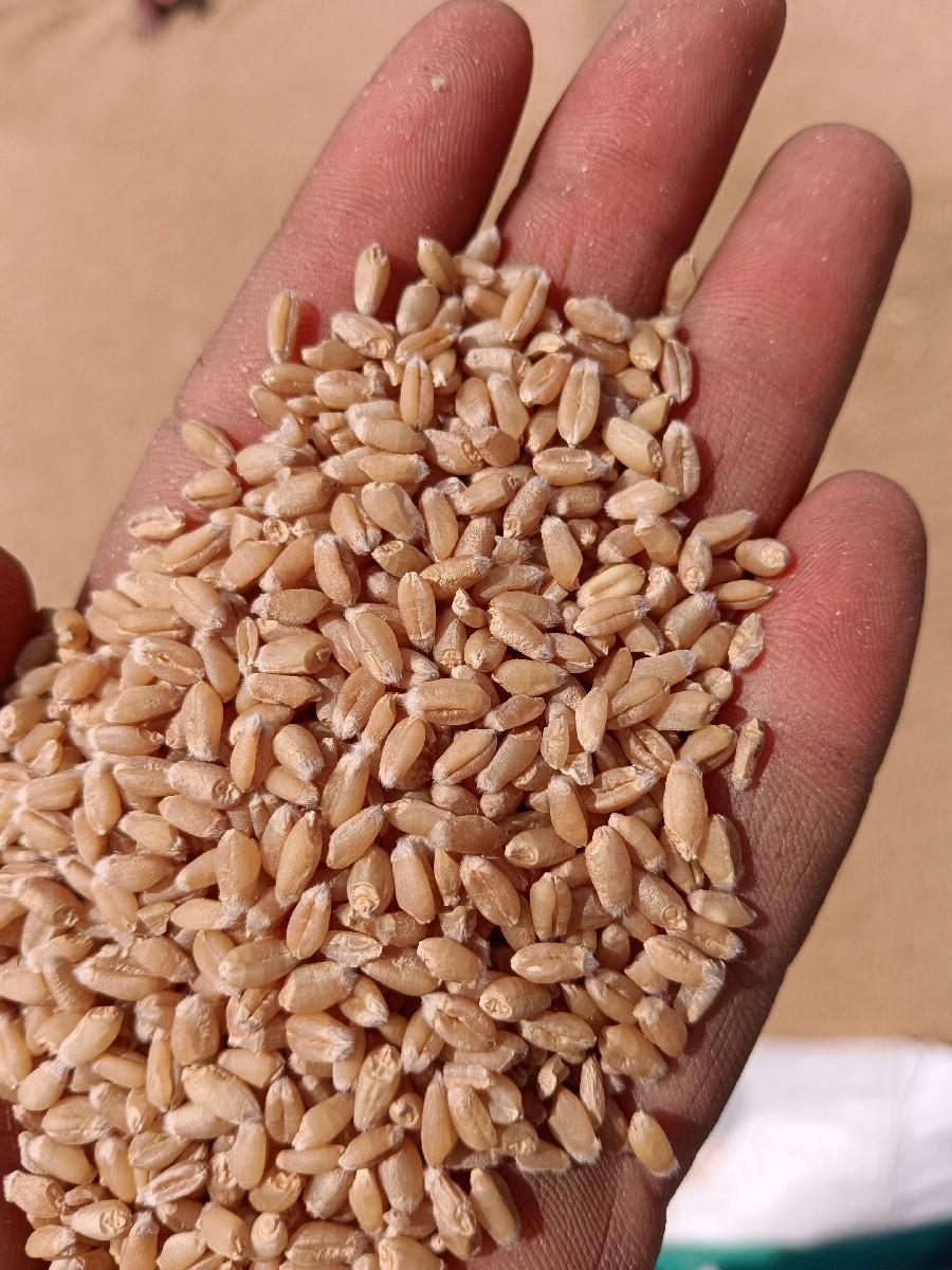 વામન ટુકડા બિયારણ માટે