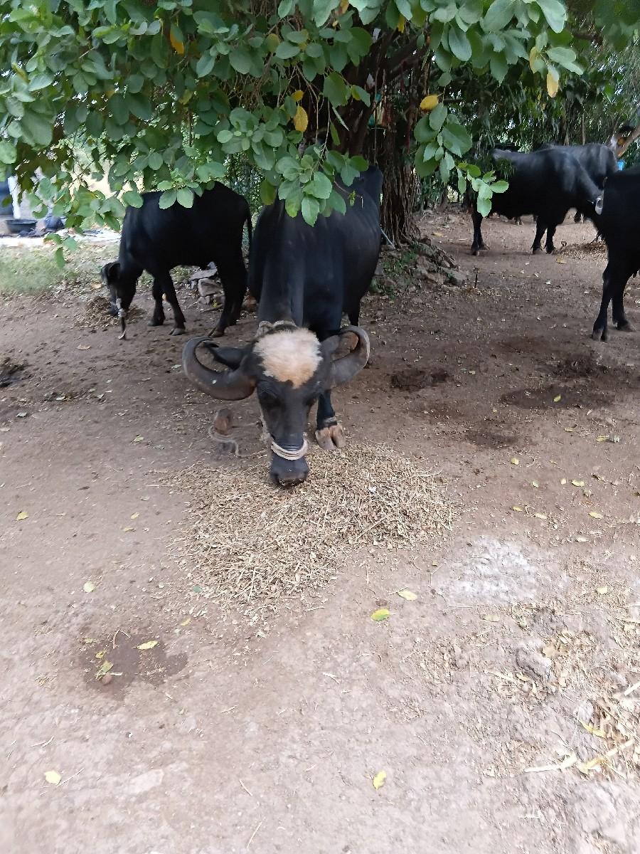 થંબનેલ 2