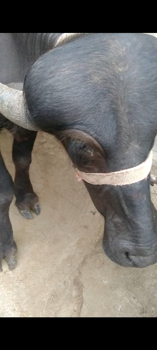 થંબનેલ 3