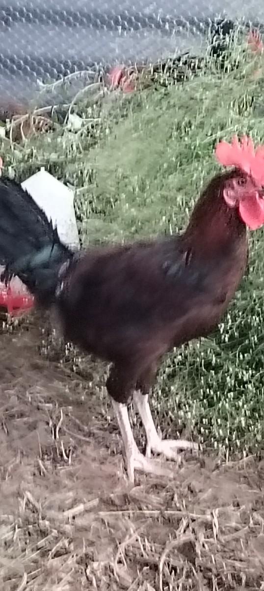 થંબનેલ 2