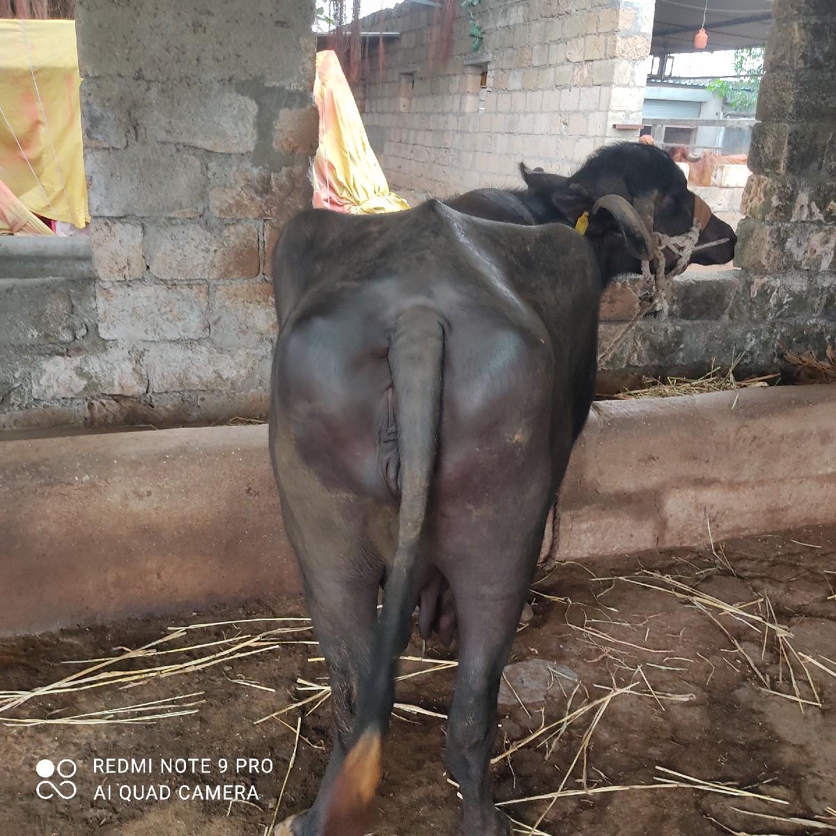 થંબનેલ 3