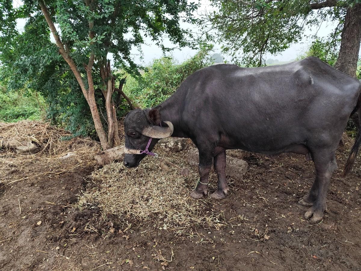 થંબનેલ 2