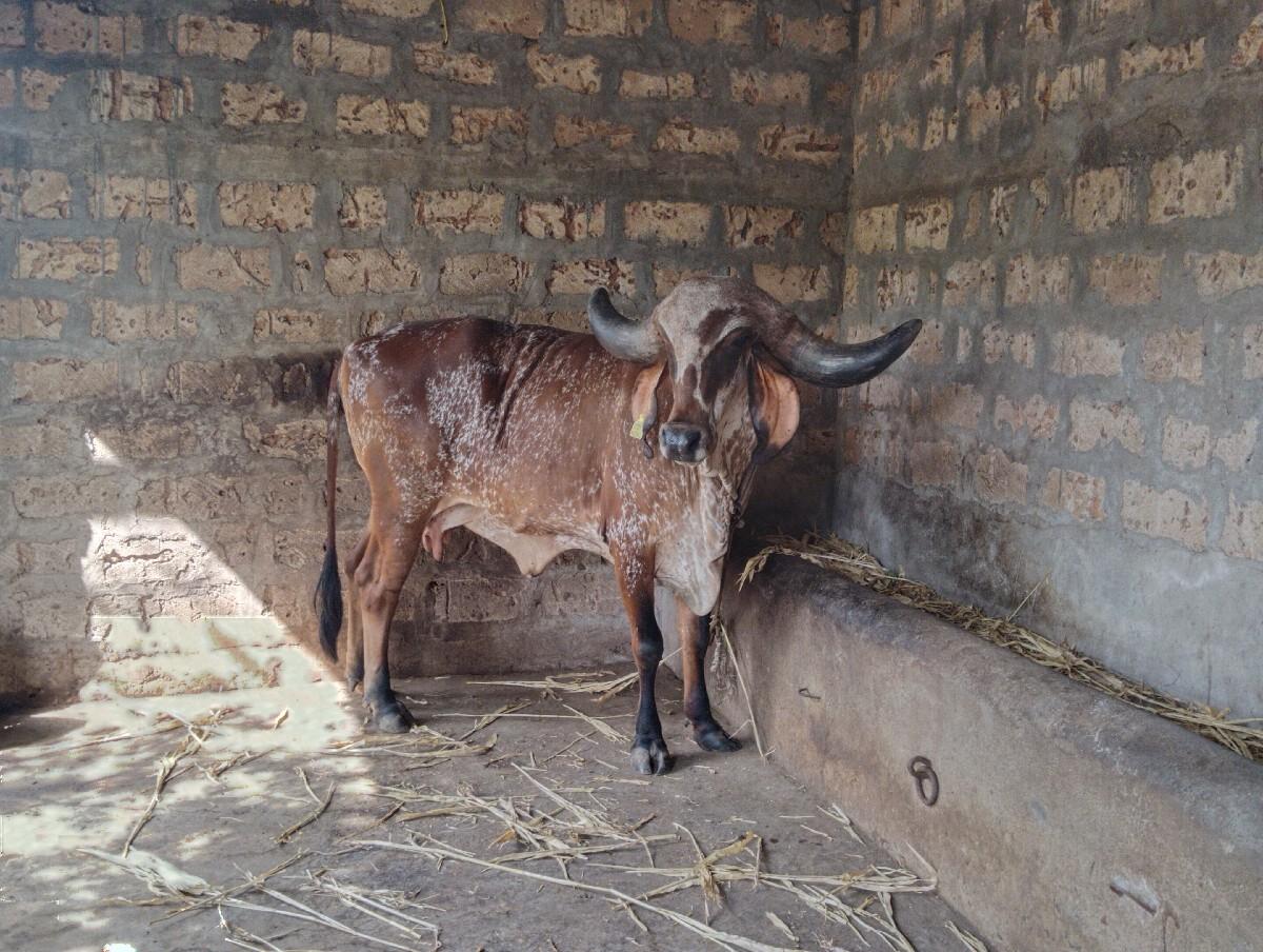 ગીર હોડકી વેચવાની છે