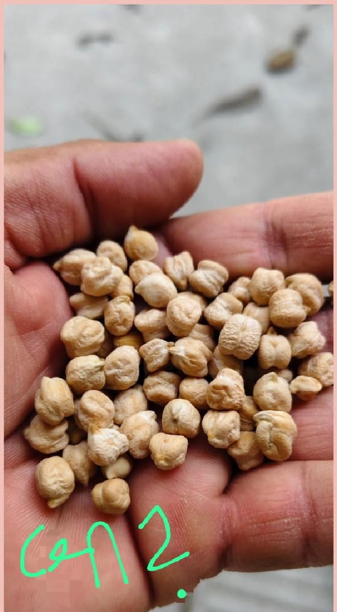 કાબુલી ચણા 2 નંબર