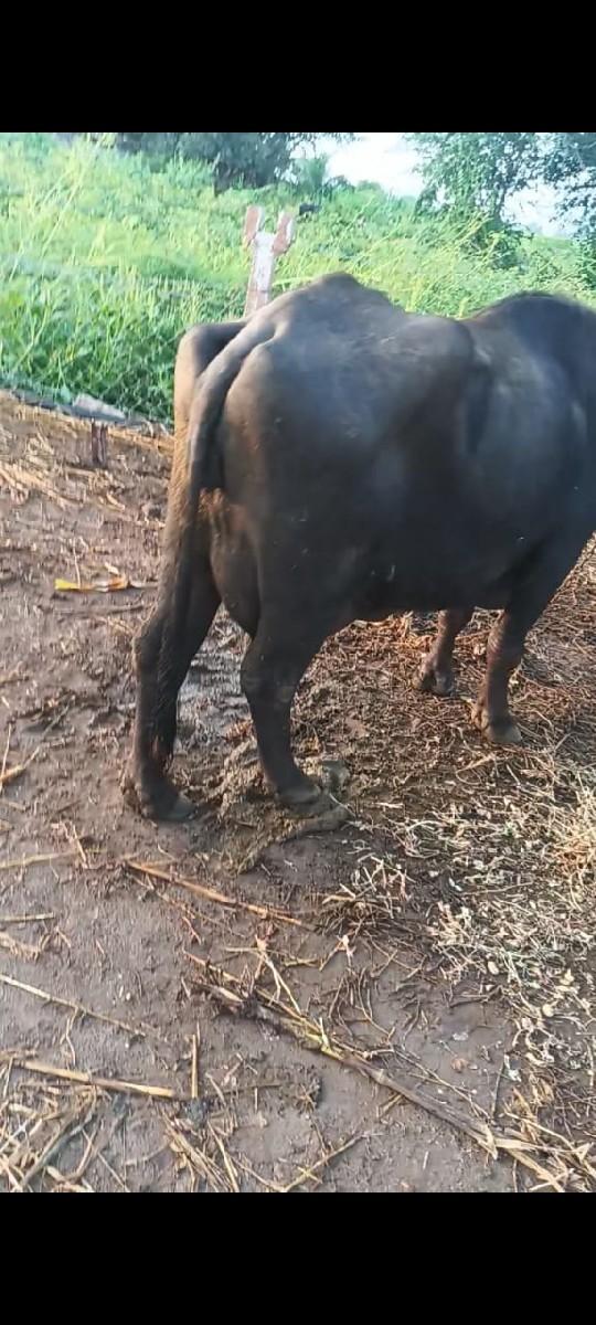 ત્રી જુવેતર