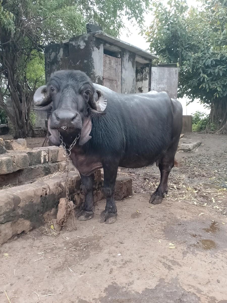 ભેંસ વેચવાની છે