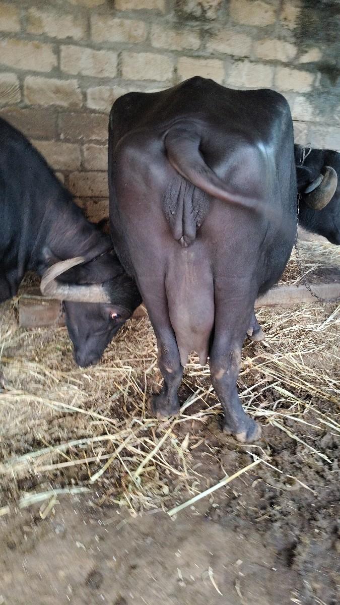 થંબનેલ 3