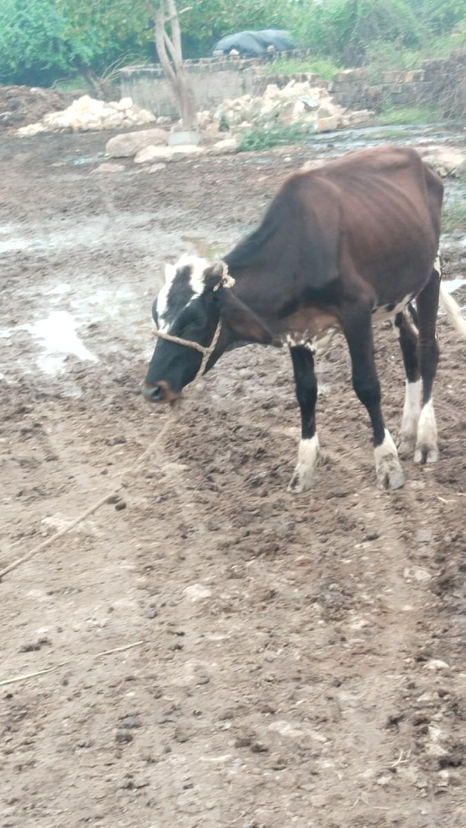 વાસડીસે