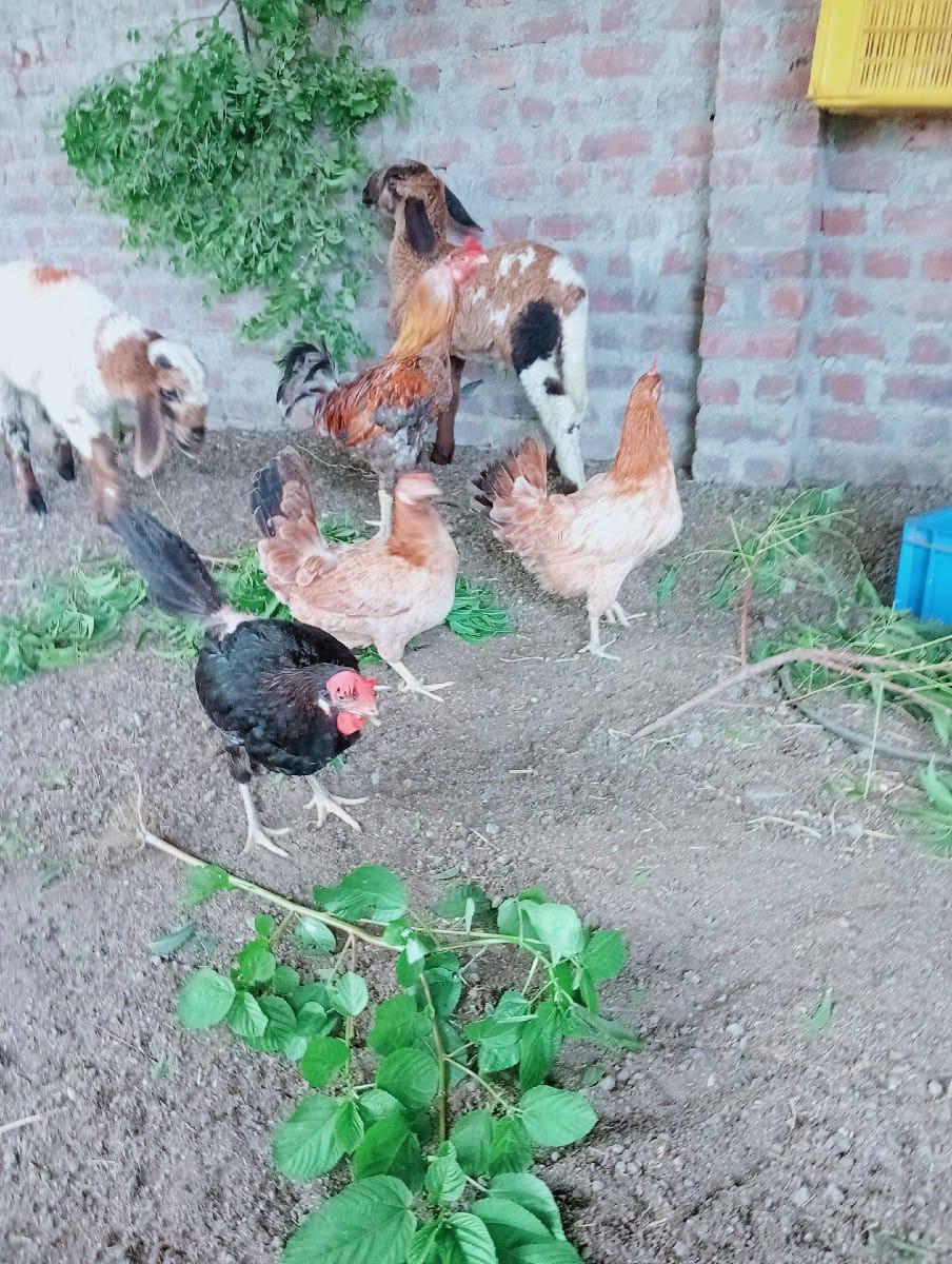 થંબનેલ 3