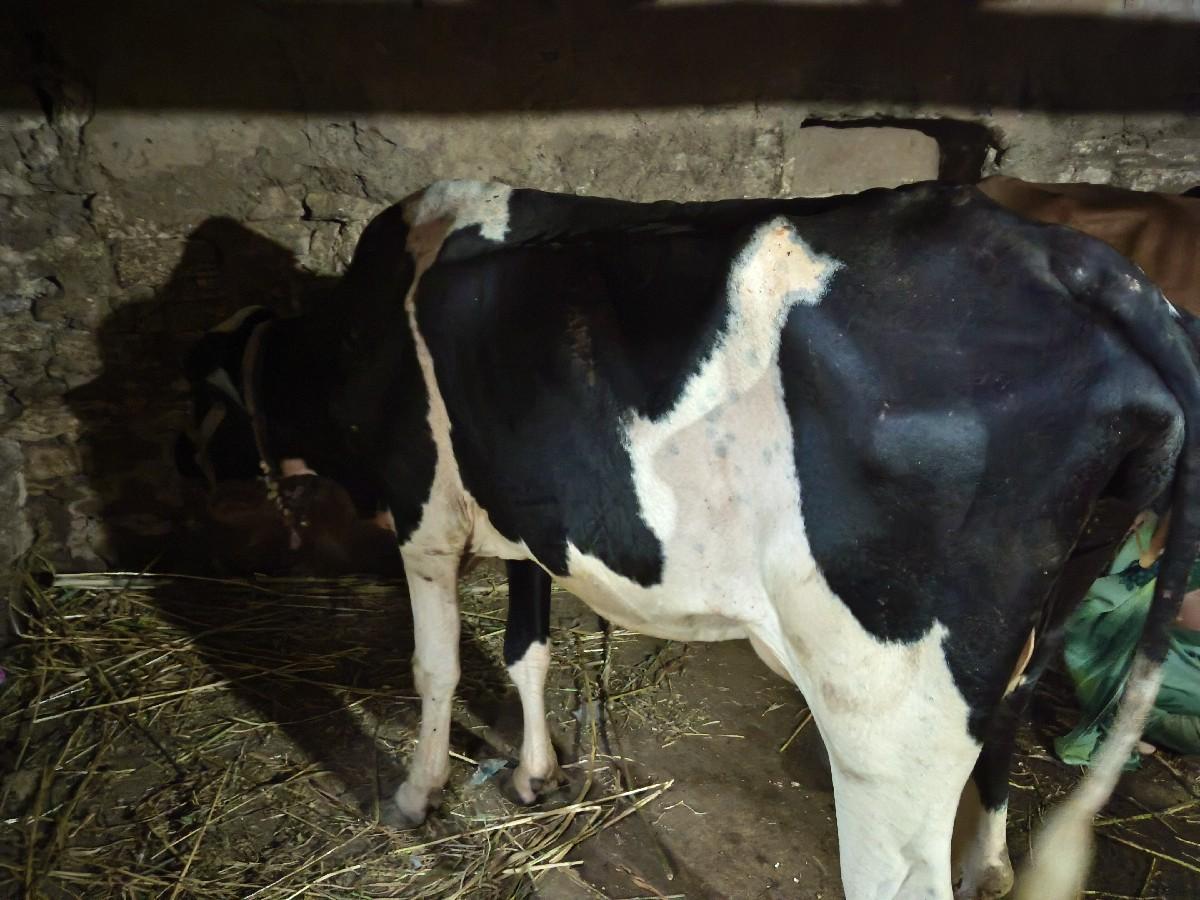 થંબનેલ 3