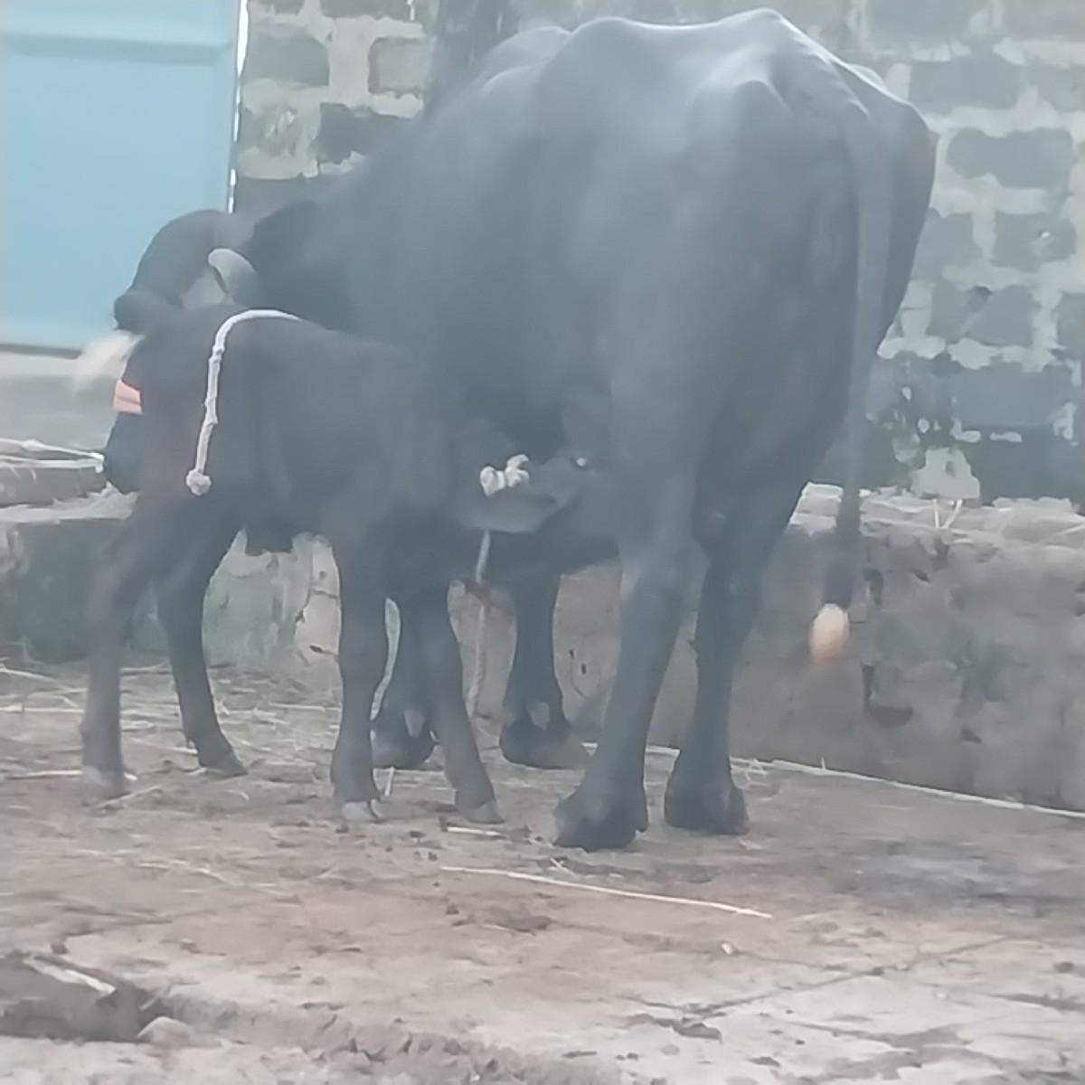 થંબનેલ 2