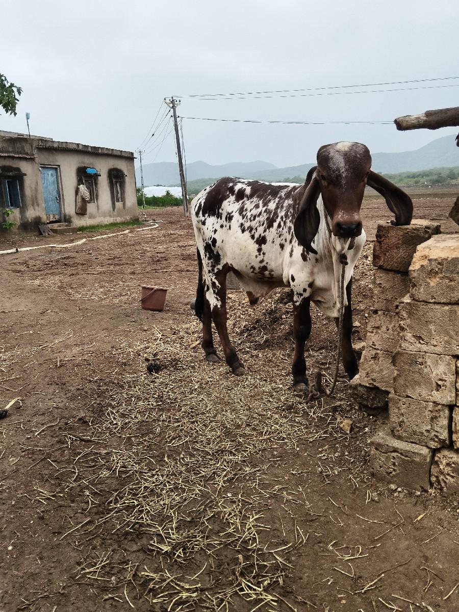 થંબનેલ 3