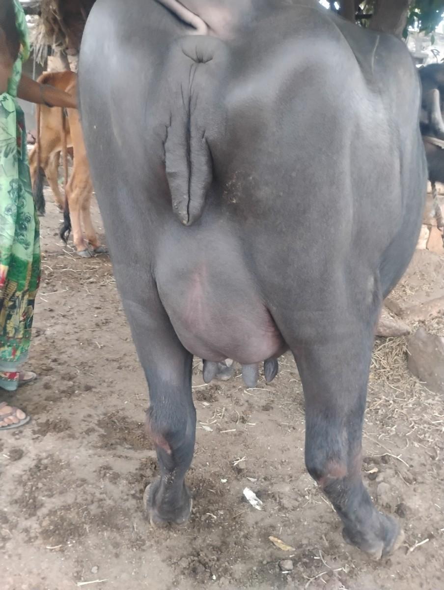 થંબનેલ 2