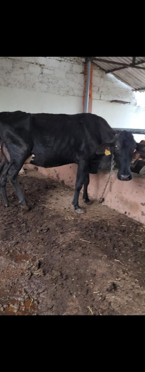 થંબનેલ 2