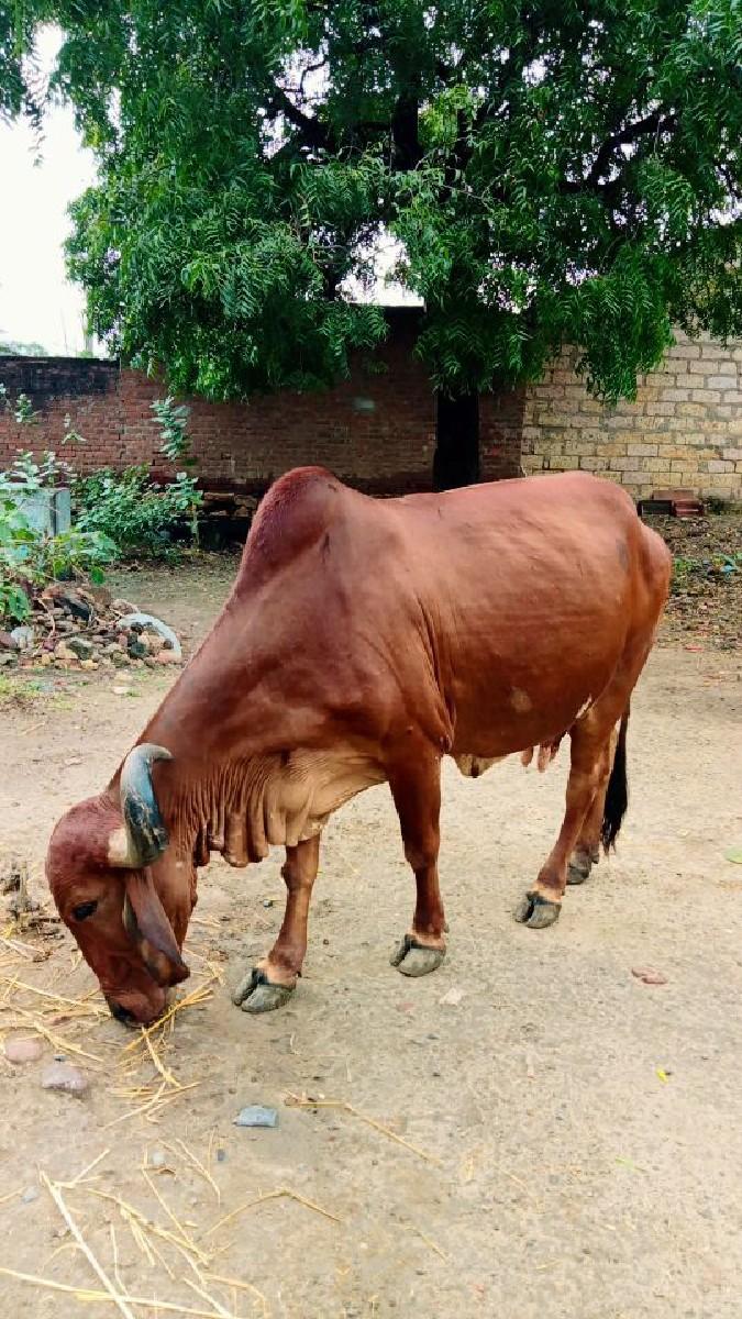 થંબનેલ 2