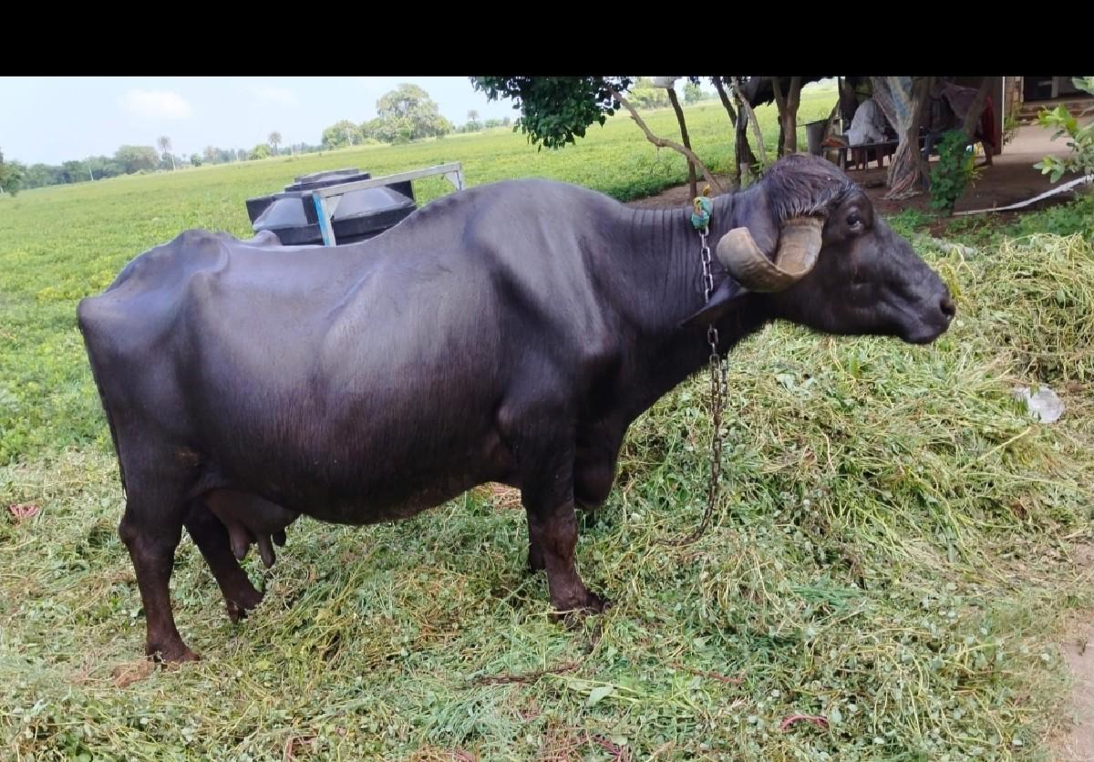 ભેંસ વેચવાની છે