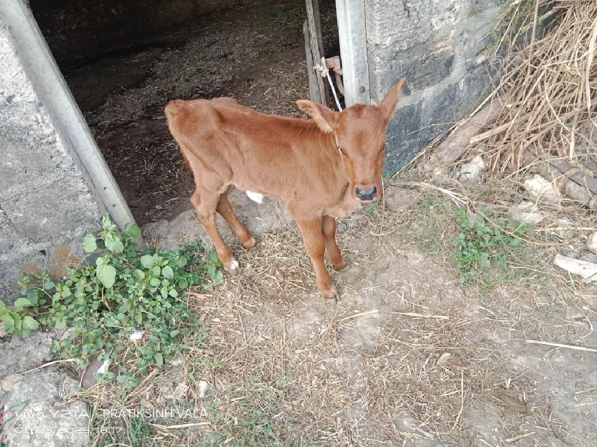 થંબનેલ 2