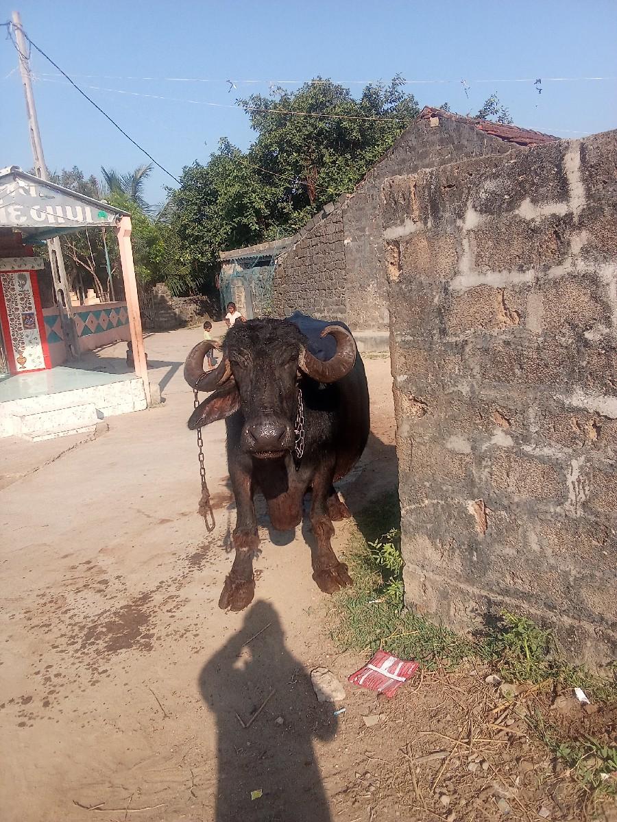 થંબનેલ 2