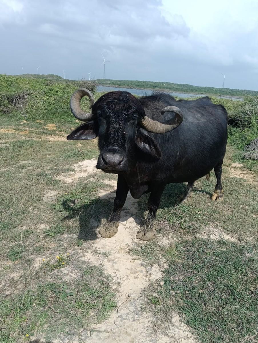 ભેંસ વેચવાની છે