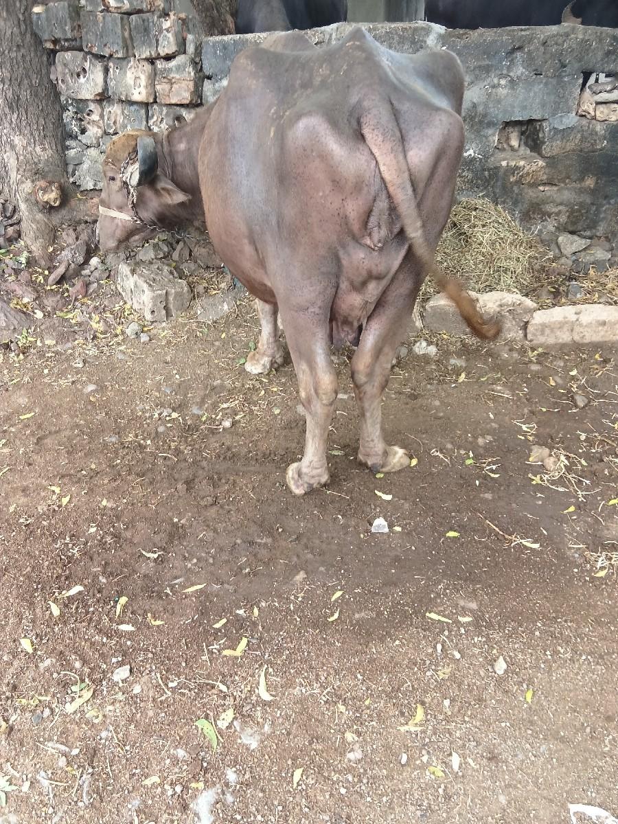 થંબનેલ 2