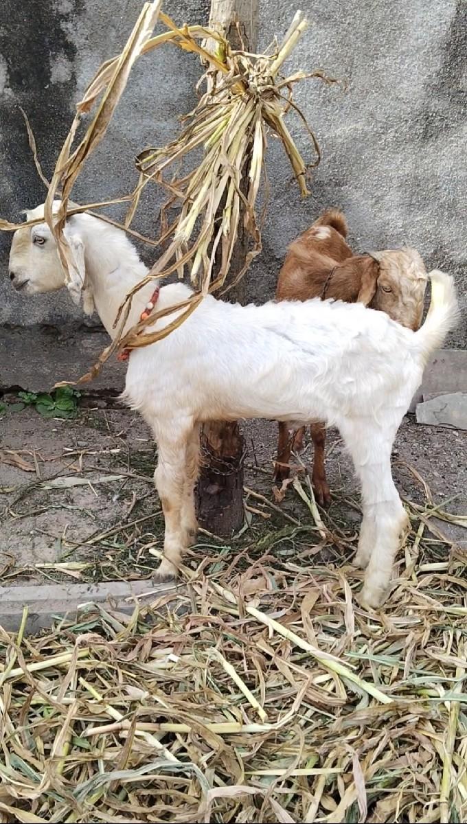 દેસી બકરો  વરસ દી ઉપરનો