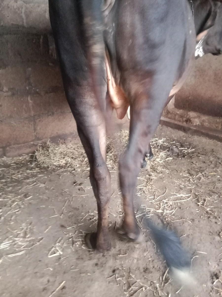 આ વાછડી વેચવાની સે