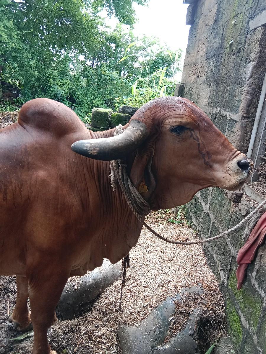 થંબનેલ 2