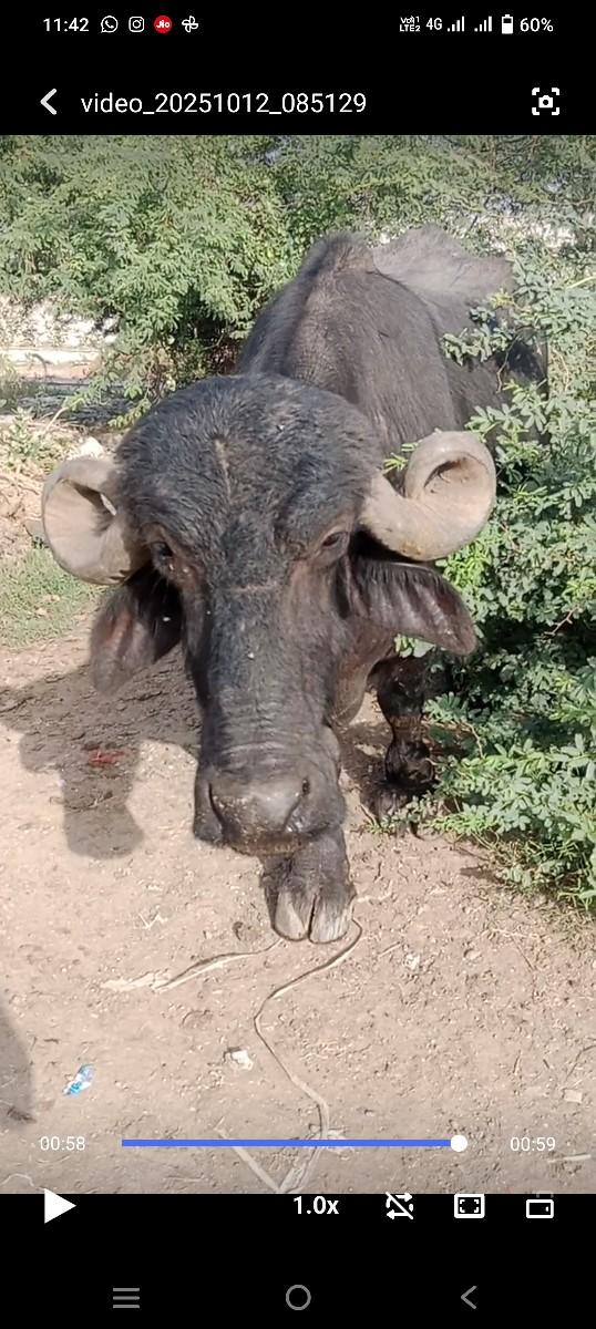 ભેંશ વેચવાની છે.