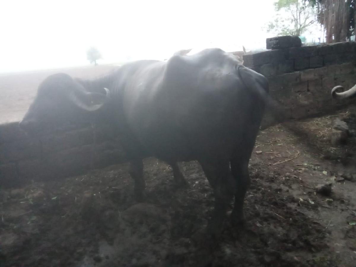 થંબનેલ 3