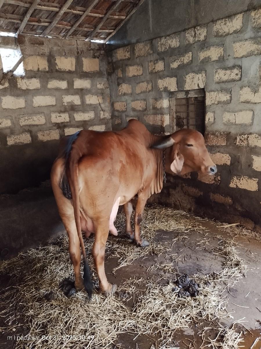 થંબનેલ 3