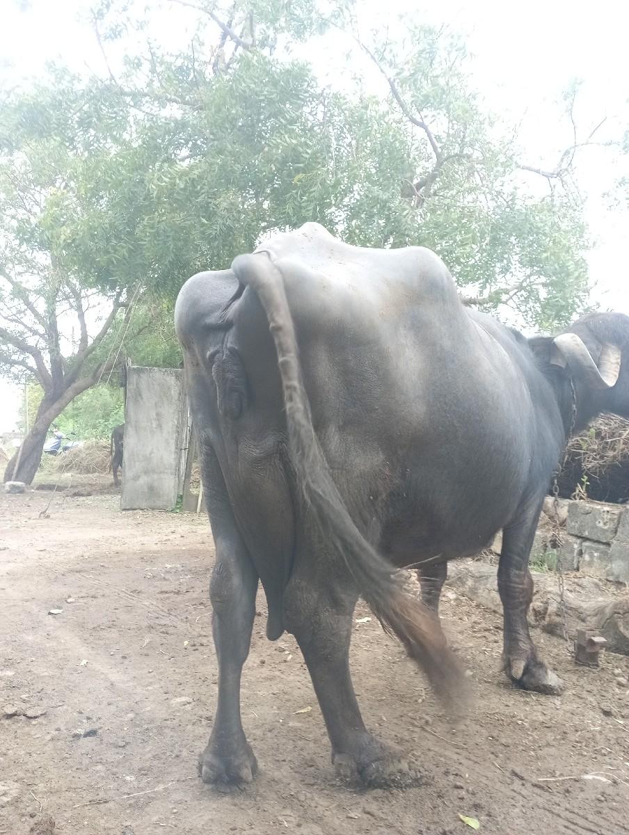 ભેસ વેચવાની છે