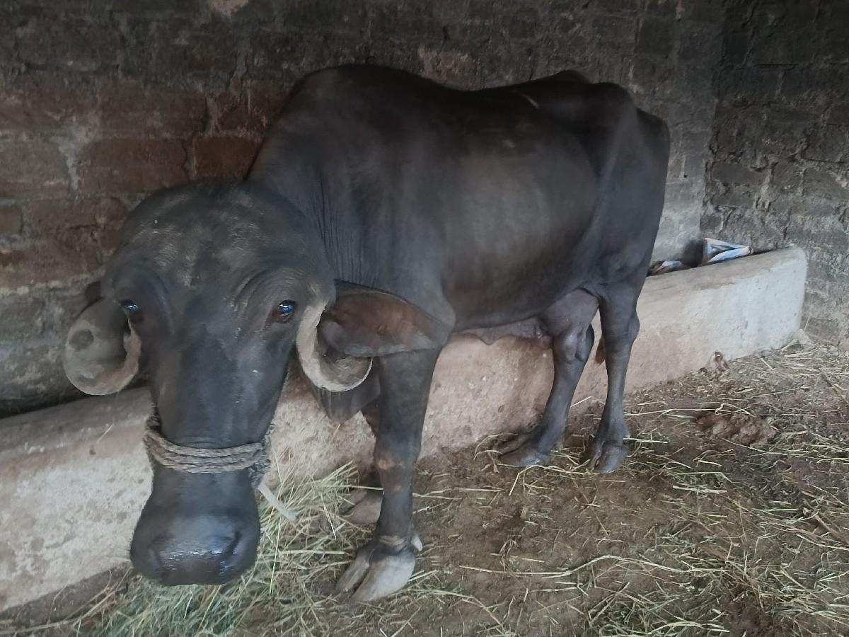 થંબનેલ 2