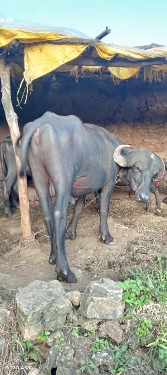 થંબનેલ 2