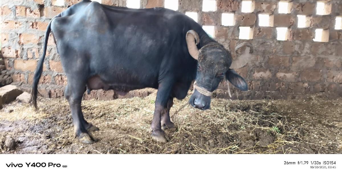 ભેંશ વેચવાની છે