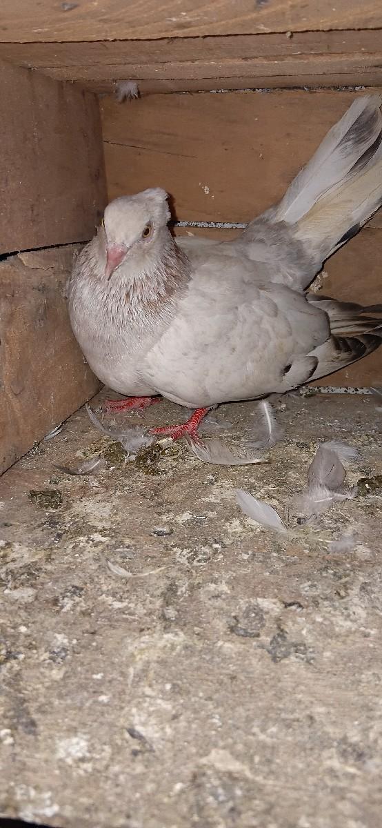 3 kabutar vichava na che 1k nar