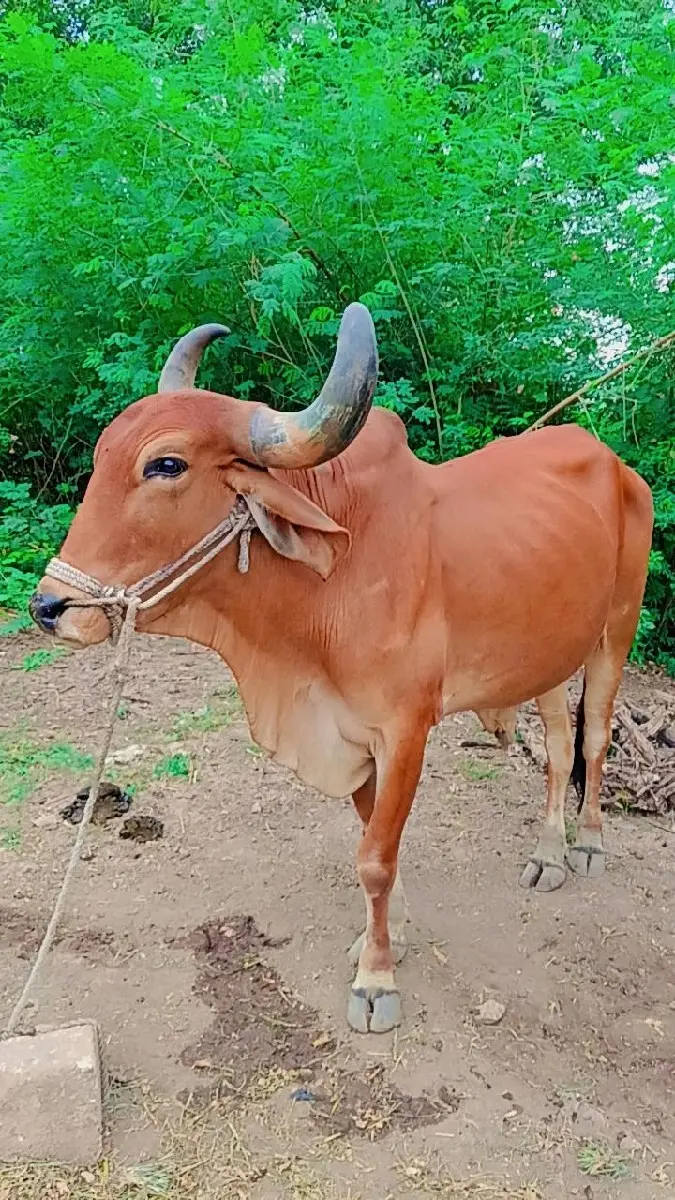 થંબનેલ 2