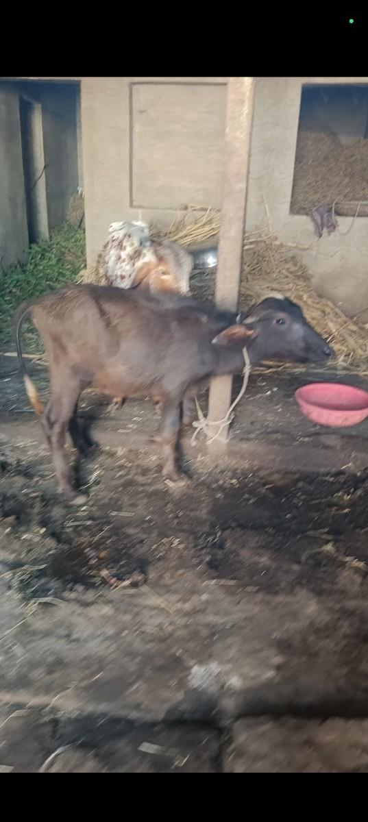 થંબનેલ 3