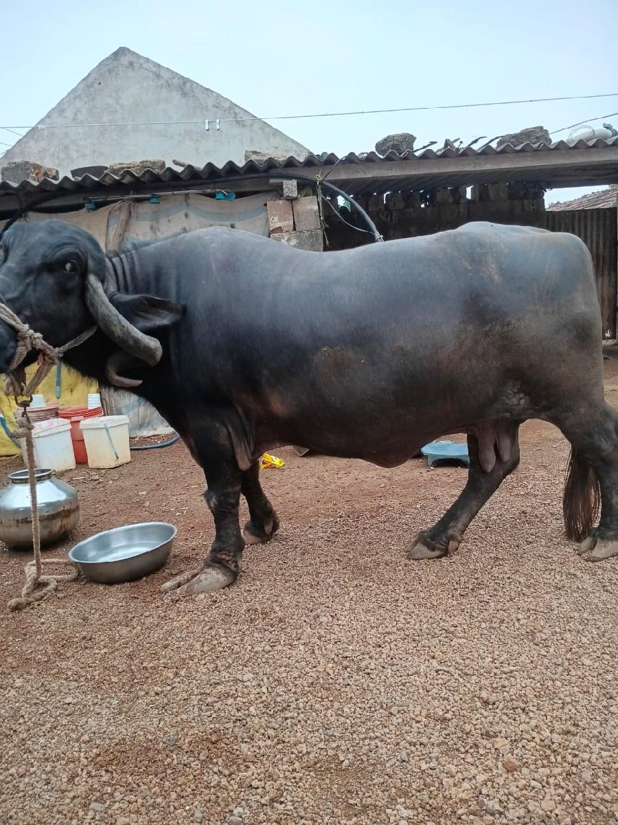 થંબનેલ 2