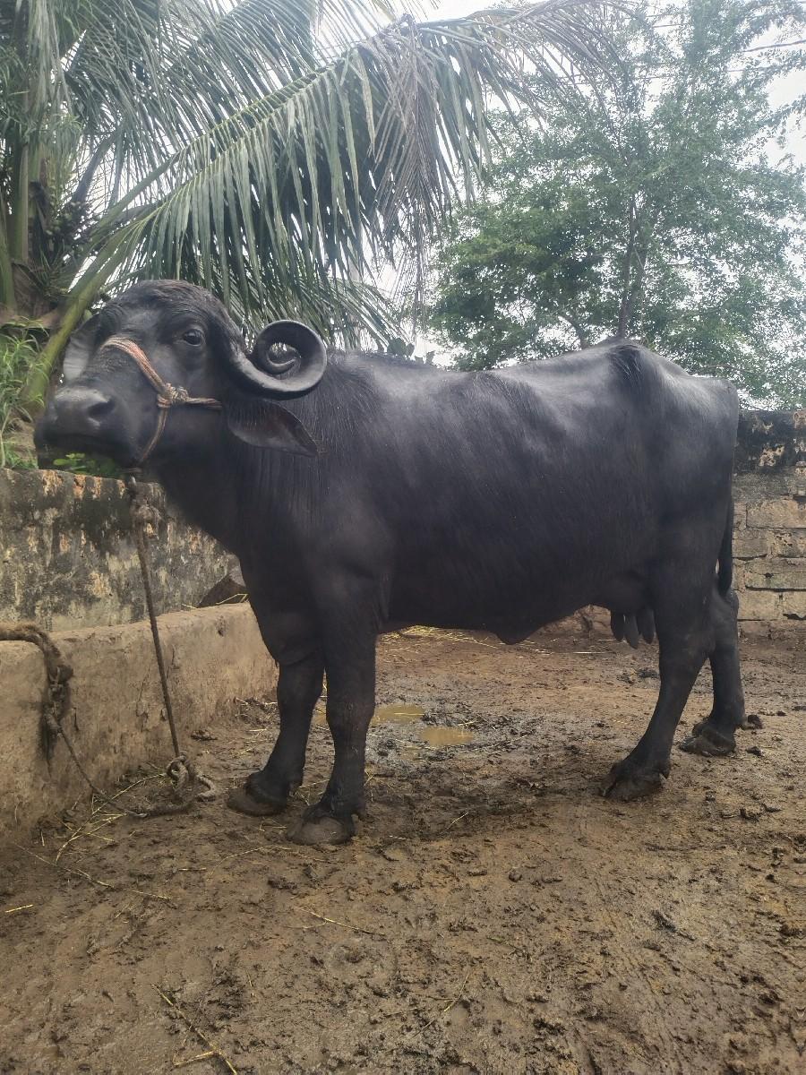 વેચવાનીછે