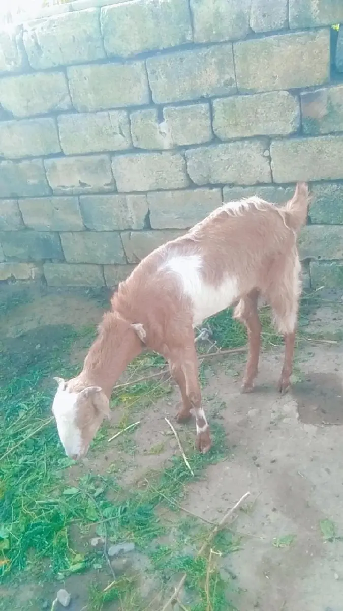 થંબનેલ 3