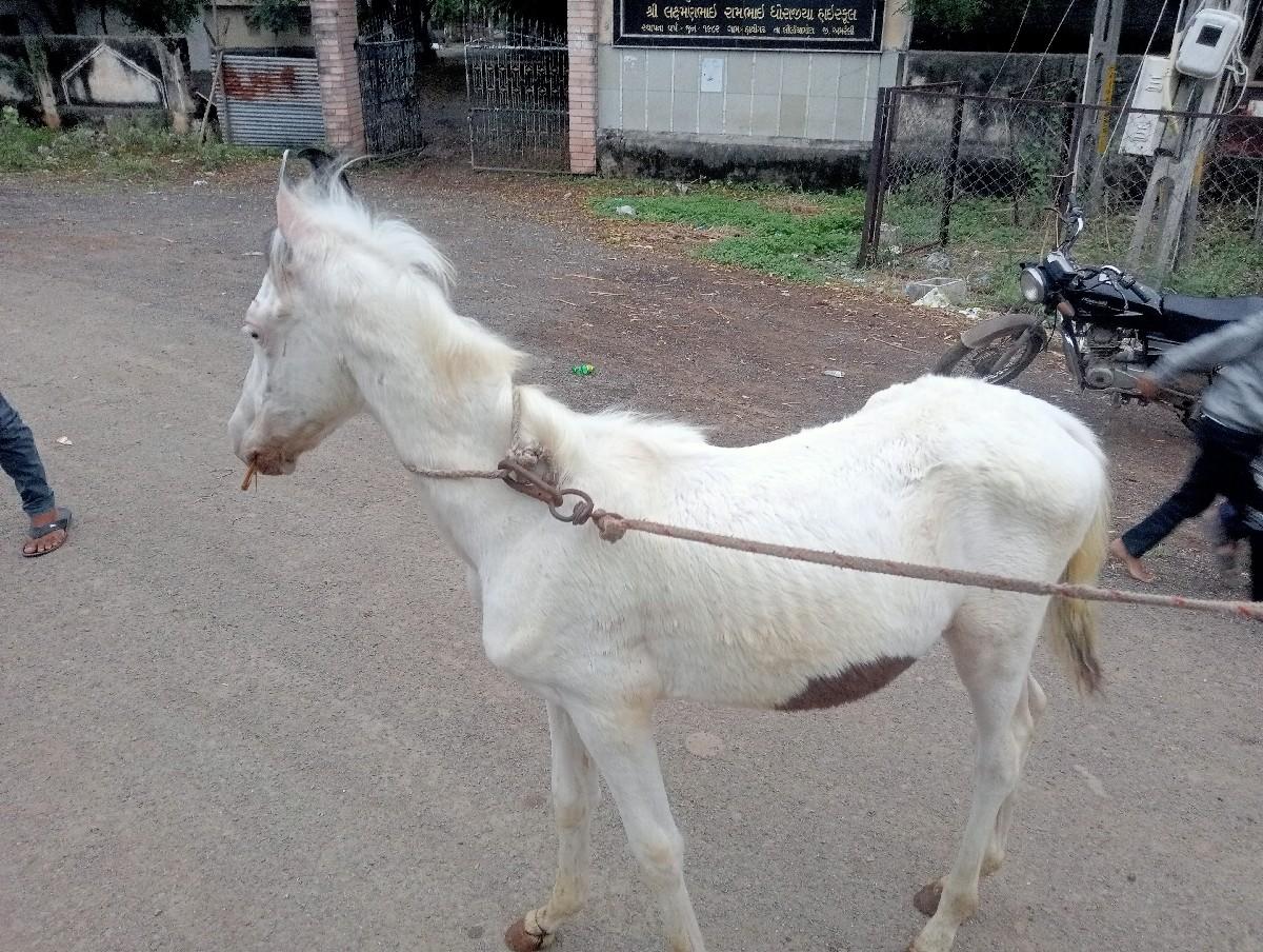 દેવમુની એક જોતો દેવાનોસે