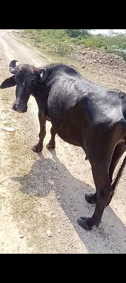 ભેંસ વેચવાની છે