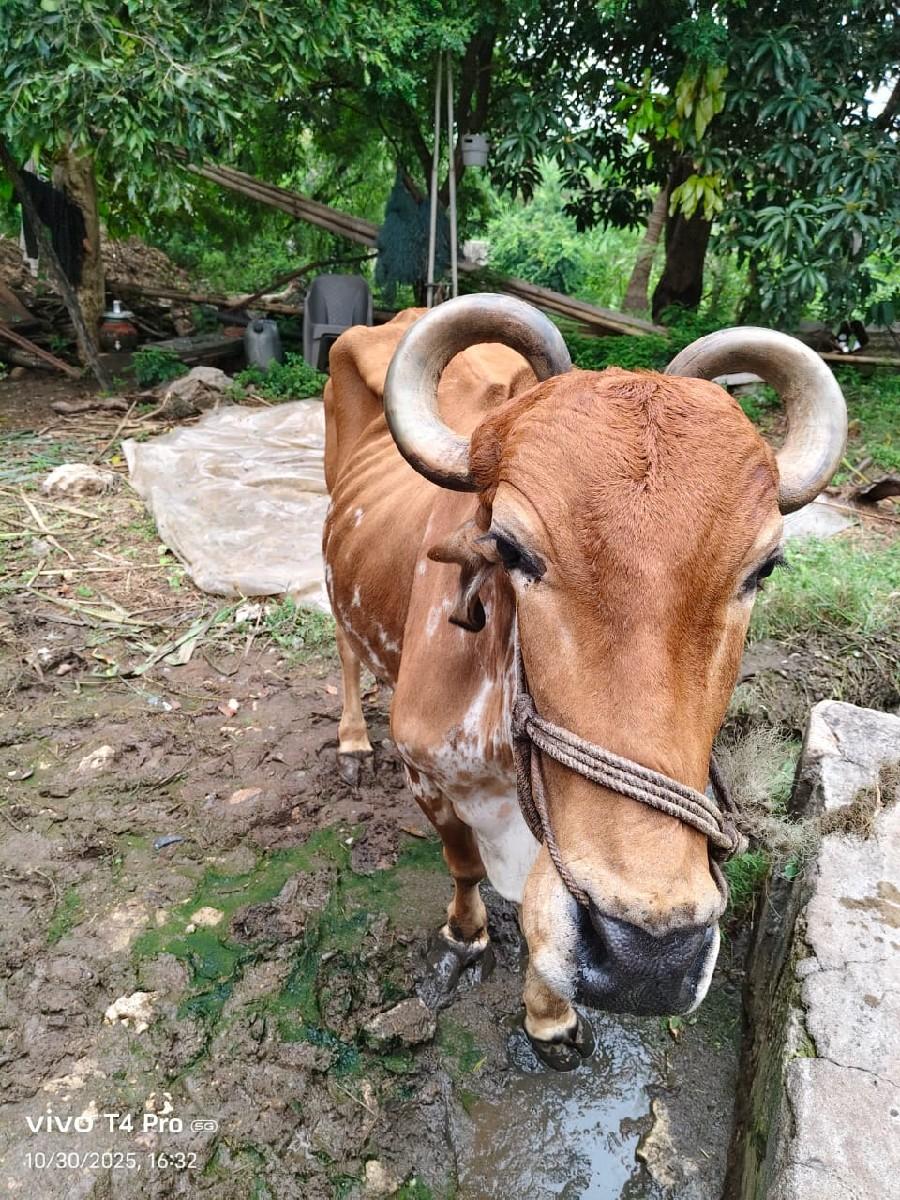 બળદ વેચવાના છે જોડી