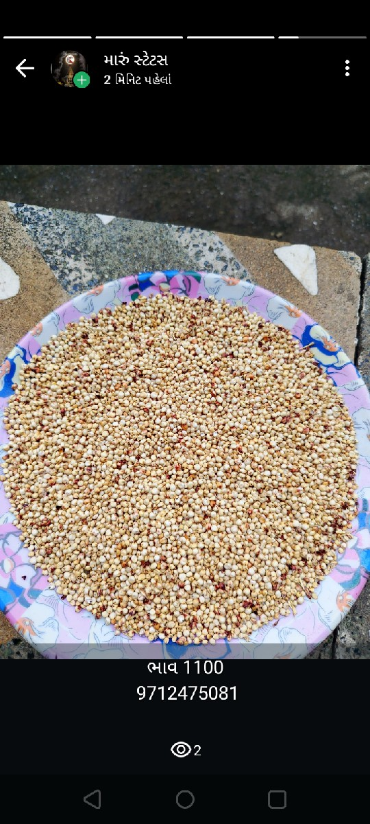 જુવાર નુ બિયારણ