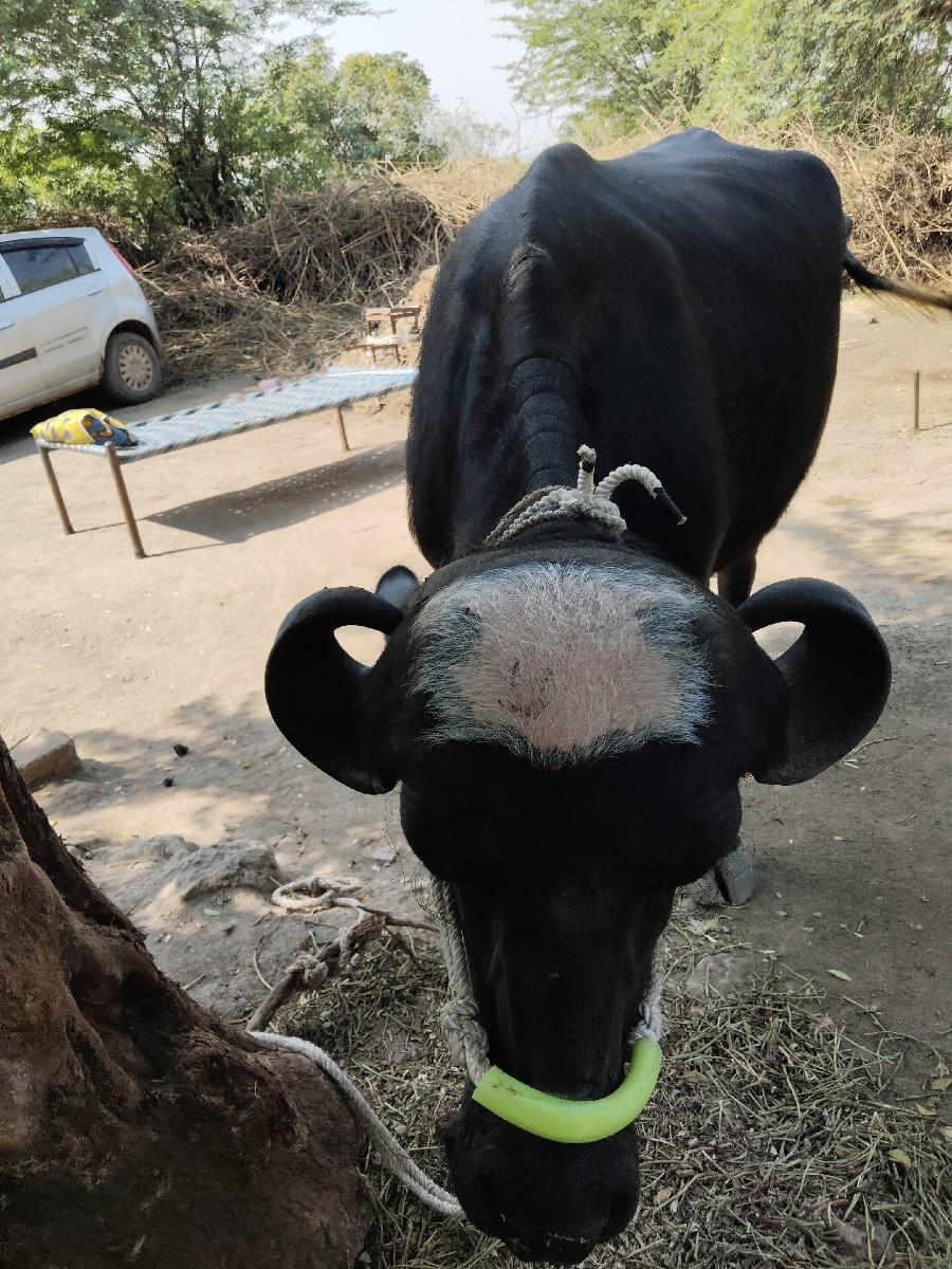 પેલું વેધર ખરેલી વેચવાની છે