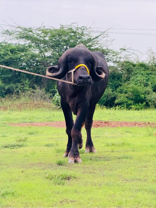 થંબનેલ 3