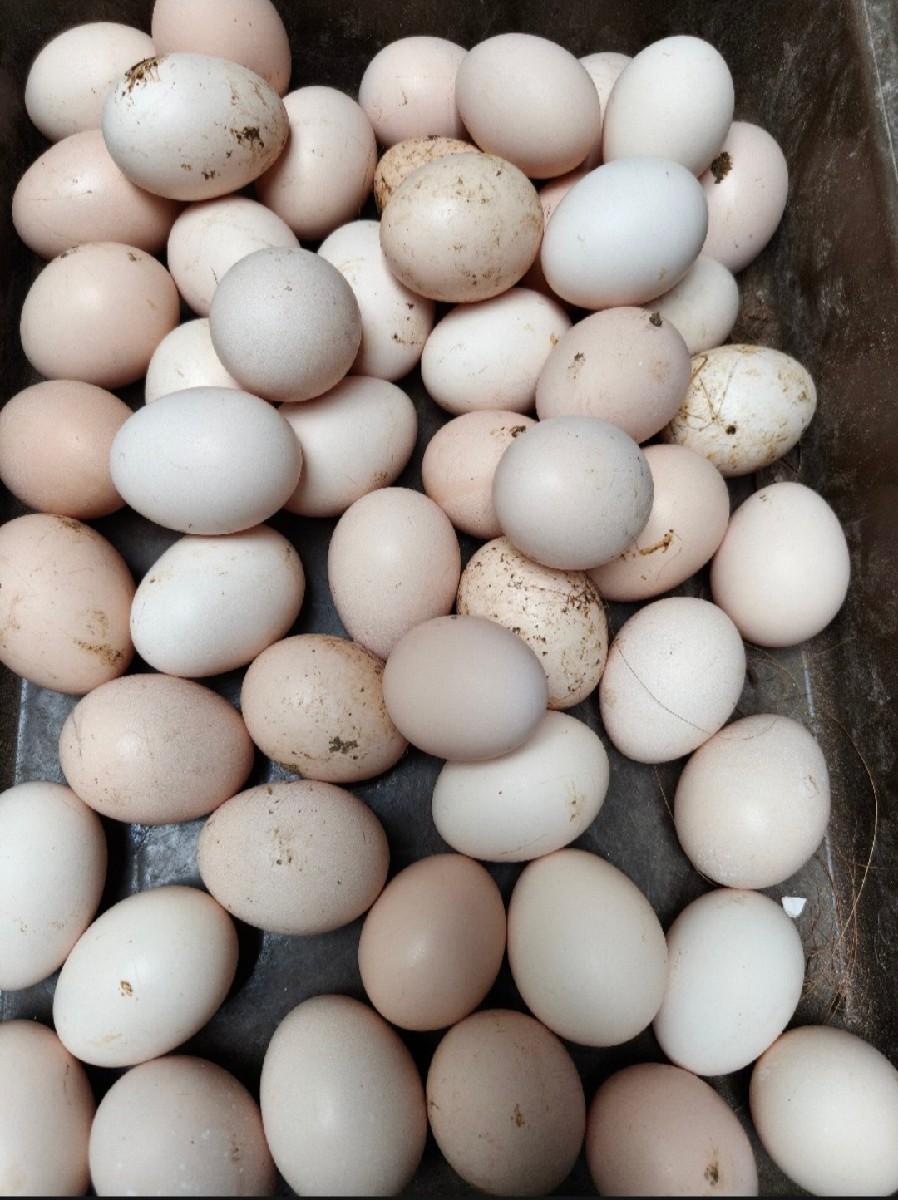 દેસી ઈંડા