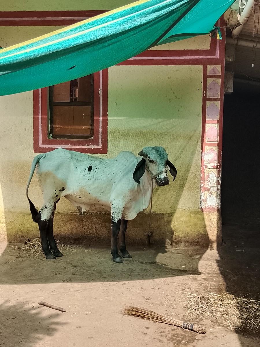 ગીર લીલડો ખુટ છે